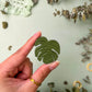 Monstera Leaf Clay Keychain/Pin/Magnet | MadeItMikayla
